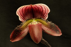 Paphiopedilum Hsinying Alien Rolinda HCC/AOS 77 pts.